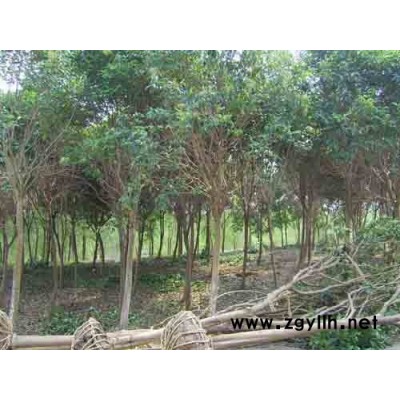 大叶女贞、法桐、白腊、紫薇、栾树