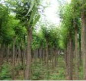 刺槐500棵处理 米径8-18cm