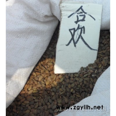 一年生红叶石楠红花继木红叶小檗