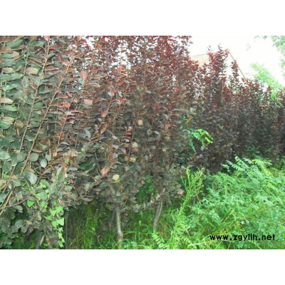 红叶李、红叶石楠