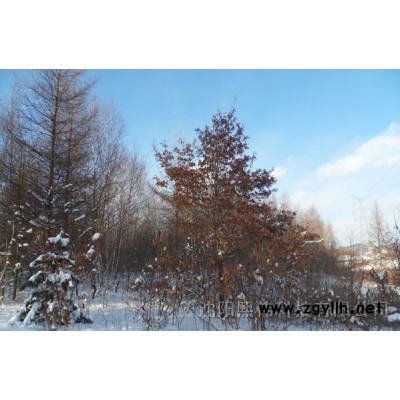 五角枫、柞树、云杉、阔叶松、白桦、京桃树、榆树、国槐、杨树