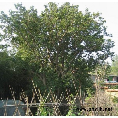 木梨树 200年古树