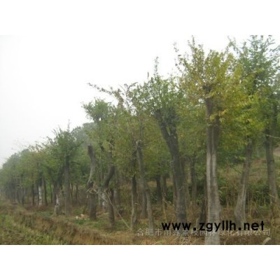 朴榆、榔榆、广玉兰、香樟、桂花树