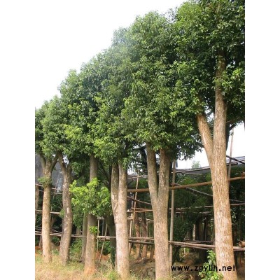 各种规格的香樟