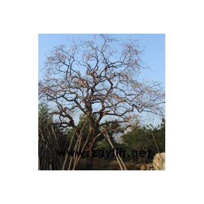 雪松/黑松/法桐/白蜡/银杏/国槐/紫叶李