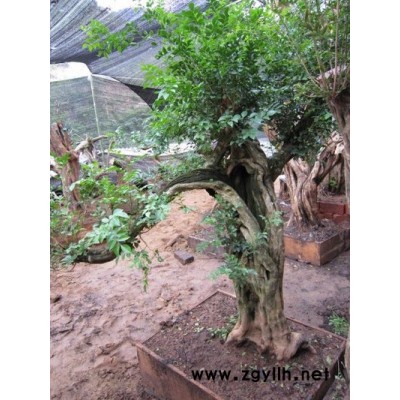 直径35公分、高1.2米九里香