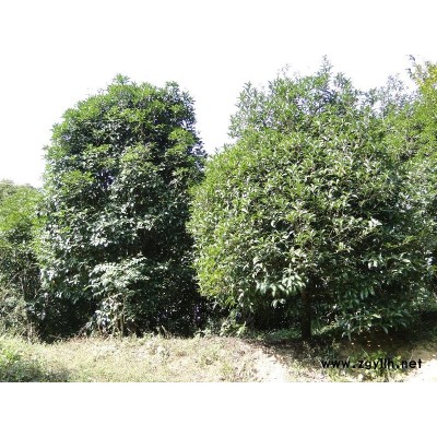 八月桂花树，胸径12-18，价2000-5000元，树形饱满