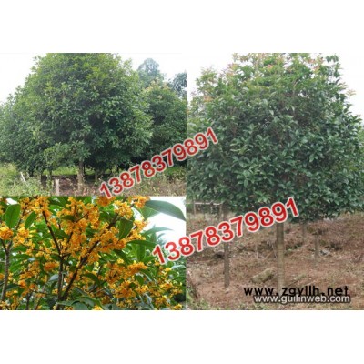 5公分至40公分各种规格桂花树!