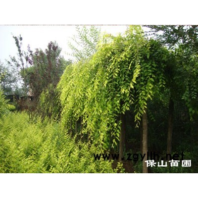 1—10公分金叶垂榆