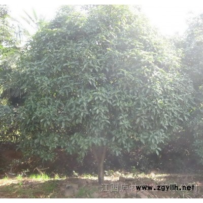 优质八月桂花 8-12公分