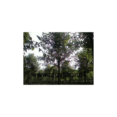 樱花价格，法桐价格，大叶女贞价格