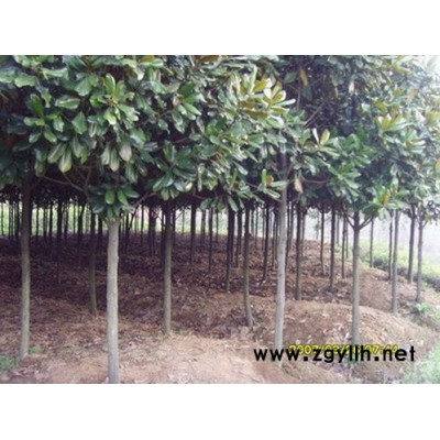 广玉兰，桂花，龙柏，红端木等各种花木，苗木