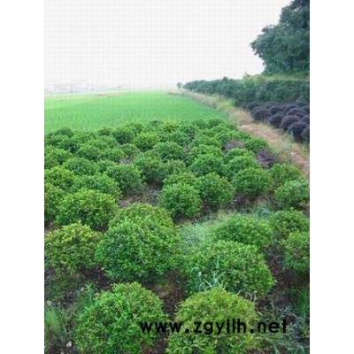 中华蚊母小苗  蚊母球   蚊母种子