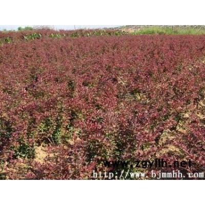 苗圃--红叶小檗-聊城景明园林