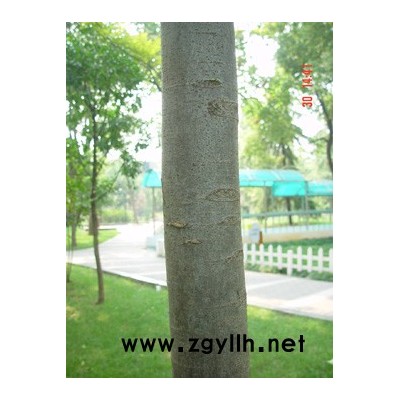 榉树、朴树、红枫、柿树、木槿、意杨、红叶石楠