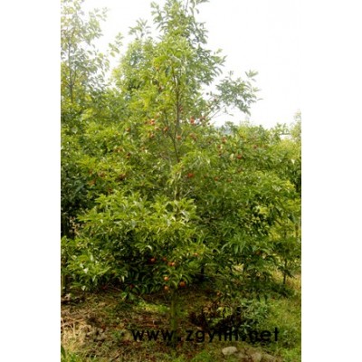 新优特色品种-乳源木莲