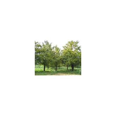 郯城县绿梦银杏苗圃专供银杏，石榴,樱桃