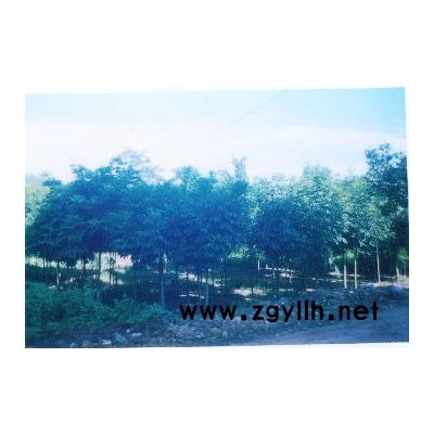 大规格的全冠香樟