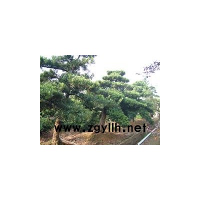 金边扶芳藤、金边黄杨、小叶女贞、果石榴、南天竹、桂花