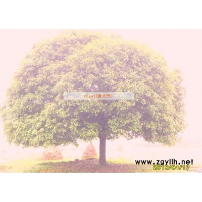 33公分精品金桂花树