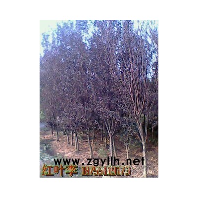 1-6公分的红叶李、大叶女贞、紫薇等