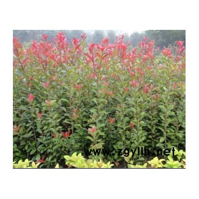 红叶石楠