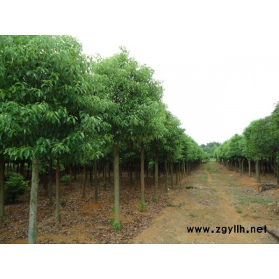10-12移栽香樟
