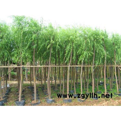 速生柳，毛白杨，107，臭椿，法桐，国槐，金叶雨针，冬青，等