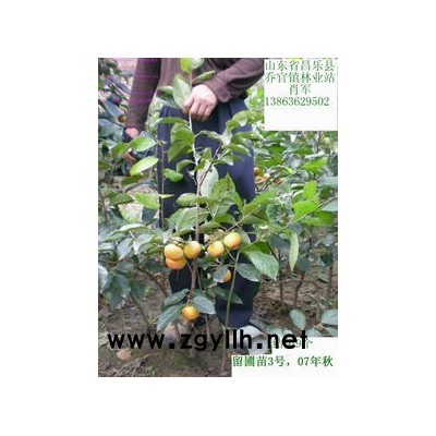 销售干高1.5米，地经8厘米樱花。