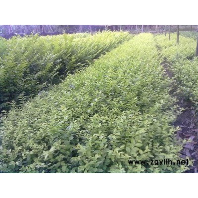 桂花（八月桂、金桂、丹桂、四季桂）