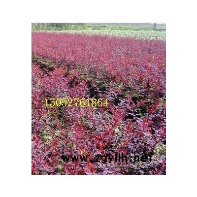 园林绿化苗木“地柏”