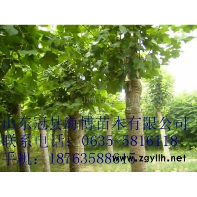 毛白杨，速生柳，速生杨，法桐，国槐，白蜡，107，梧桐等苗木