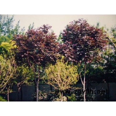 红柱挪威枫(简称红柱枫)