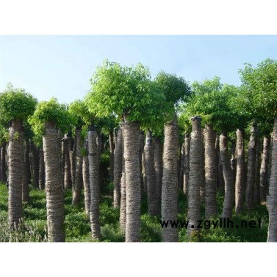 出售香樟、栾树、朴树、龙柏、冬青等绿化苗木