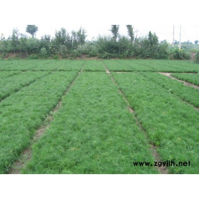 白皮松、华山松、油松、樟子松、侧柏等