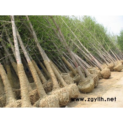 银杏树,水杉树,杨树