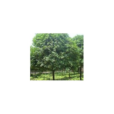 广玉兰、桂花、大叶女贞、樱花