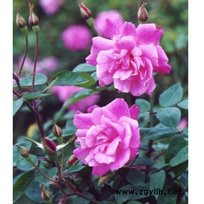 香樟，垂柳，黄杨，黑松，金叶女贞，大叶女贞，广玉兰等