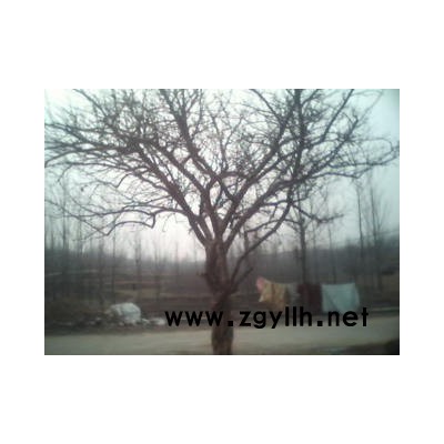 柿树国槐樱花石榴紫叶李紫薇等苗木