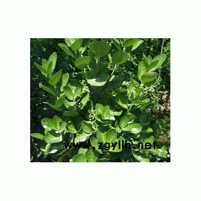 优质法国冬青/珊瑚