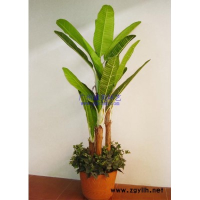 仿真芭蕉
