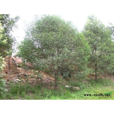 陕西五角枫七叶树精品绿化苗木基地