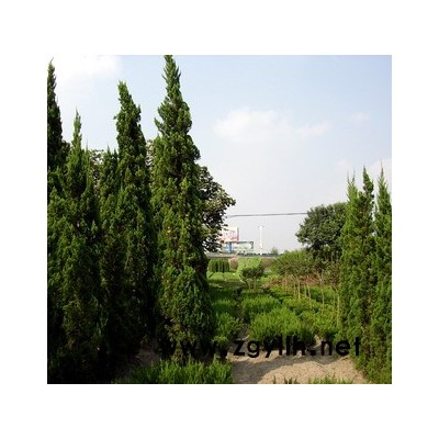 四季桂、罗汉松