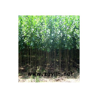 *107速生杨，国槐，法桐，白蜡，毛白杨等绿化树苗