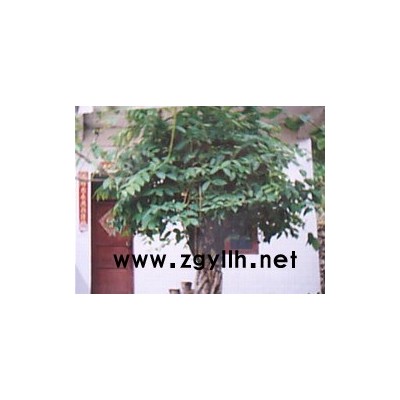 独特多枝缠抱大金银花树（直径40公分左右）