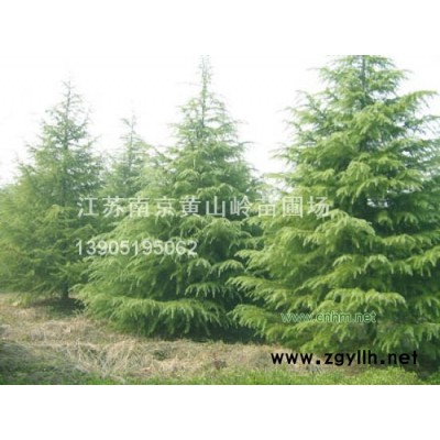 各种规格的雪松\广玉兰