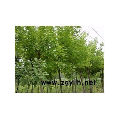 刺槐小苗1000000株