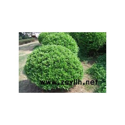 黄杨球等大量苗木