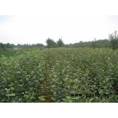 苹果树苗.绿化树苗