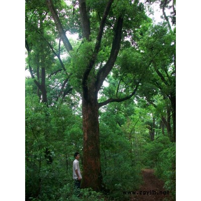 30-80野生香樟